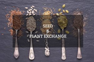 Seed Exchange Urban Bageecha Ludhiana